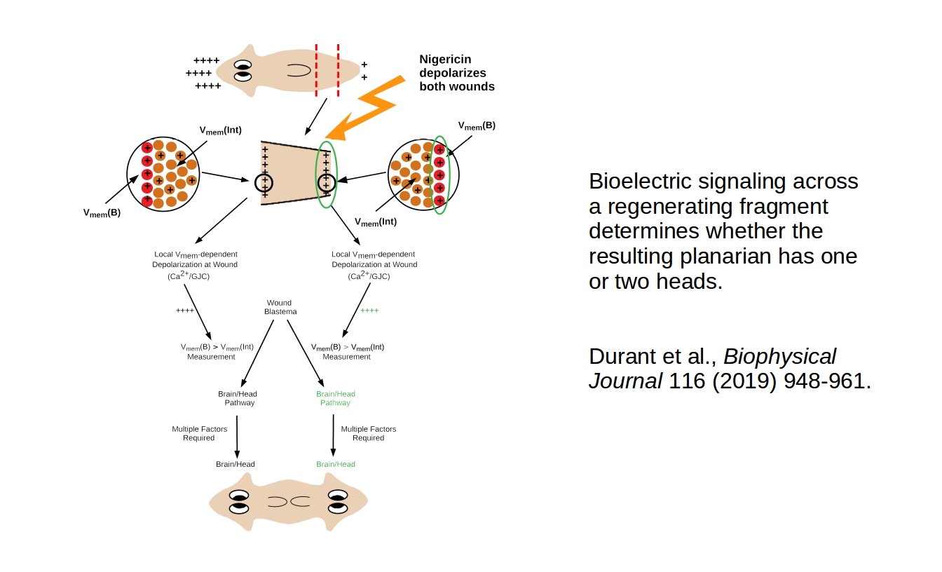 Bioelectricity determines regenerative cell fates
