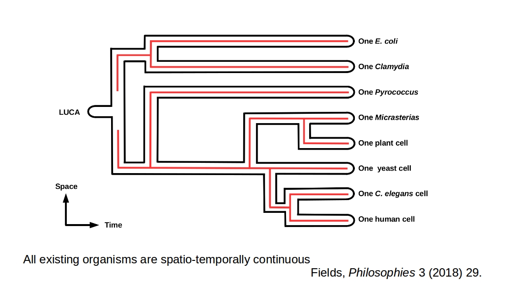 Phylogenic continuity from LUCA